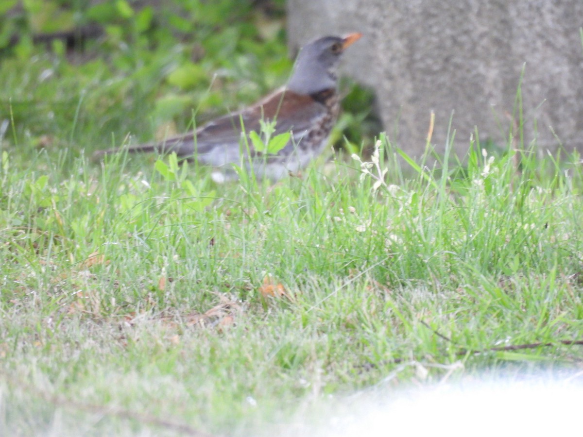 Fieldfare - Zuzana Kobesova