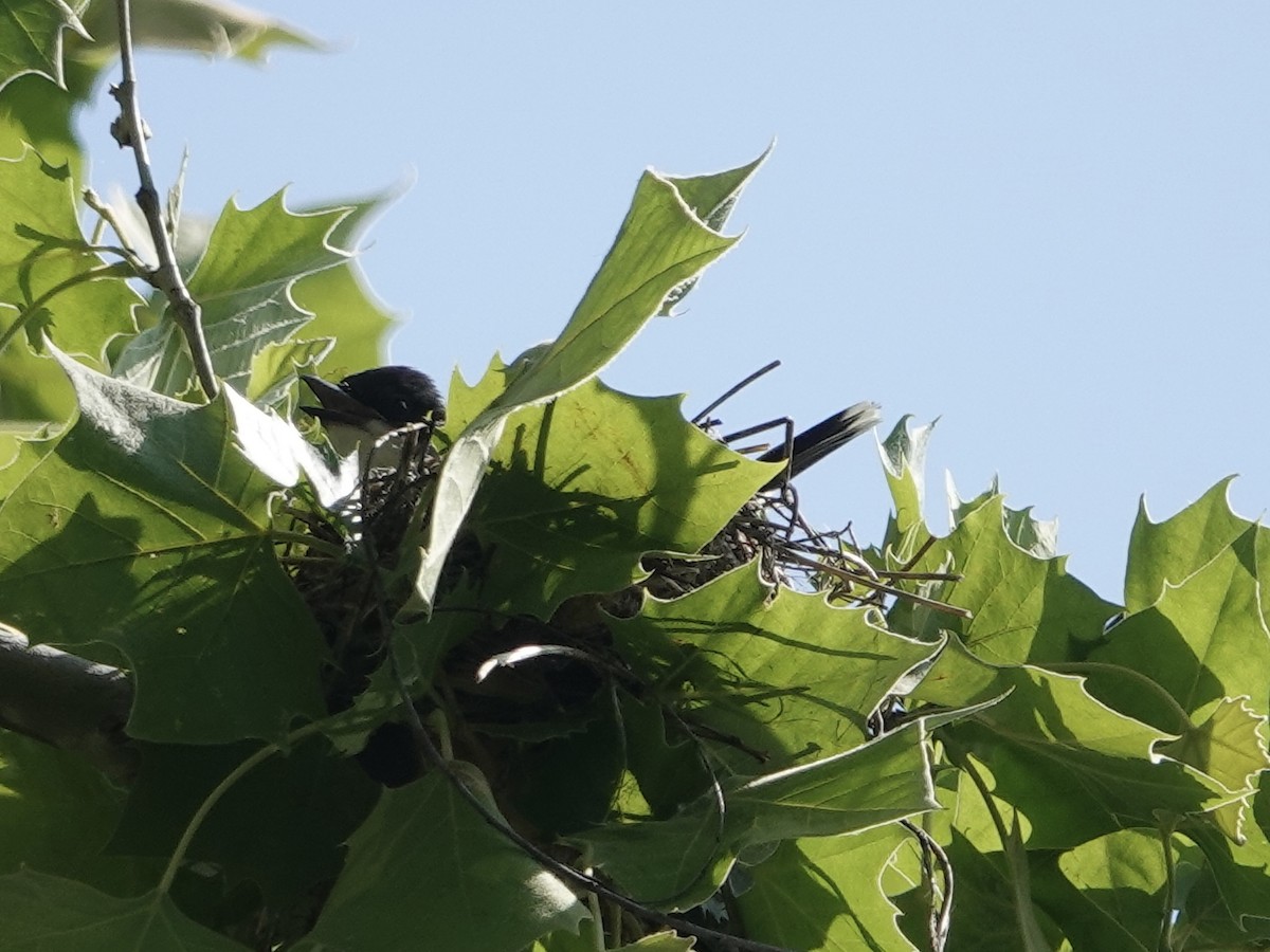 Eastern Kingbird - Lottie Bushmann