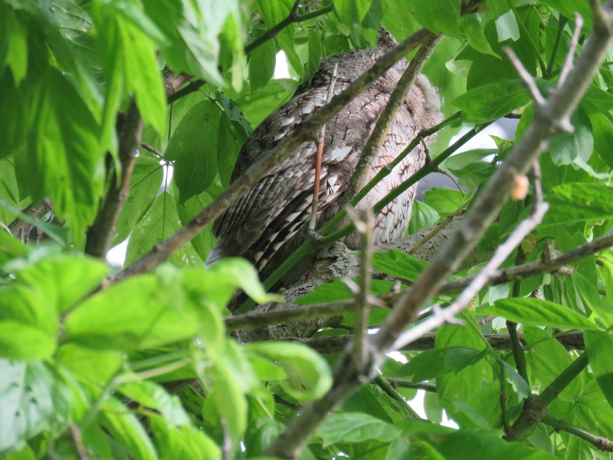 Eastern Screech-Owl - Valerie Crecco