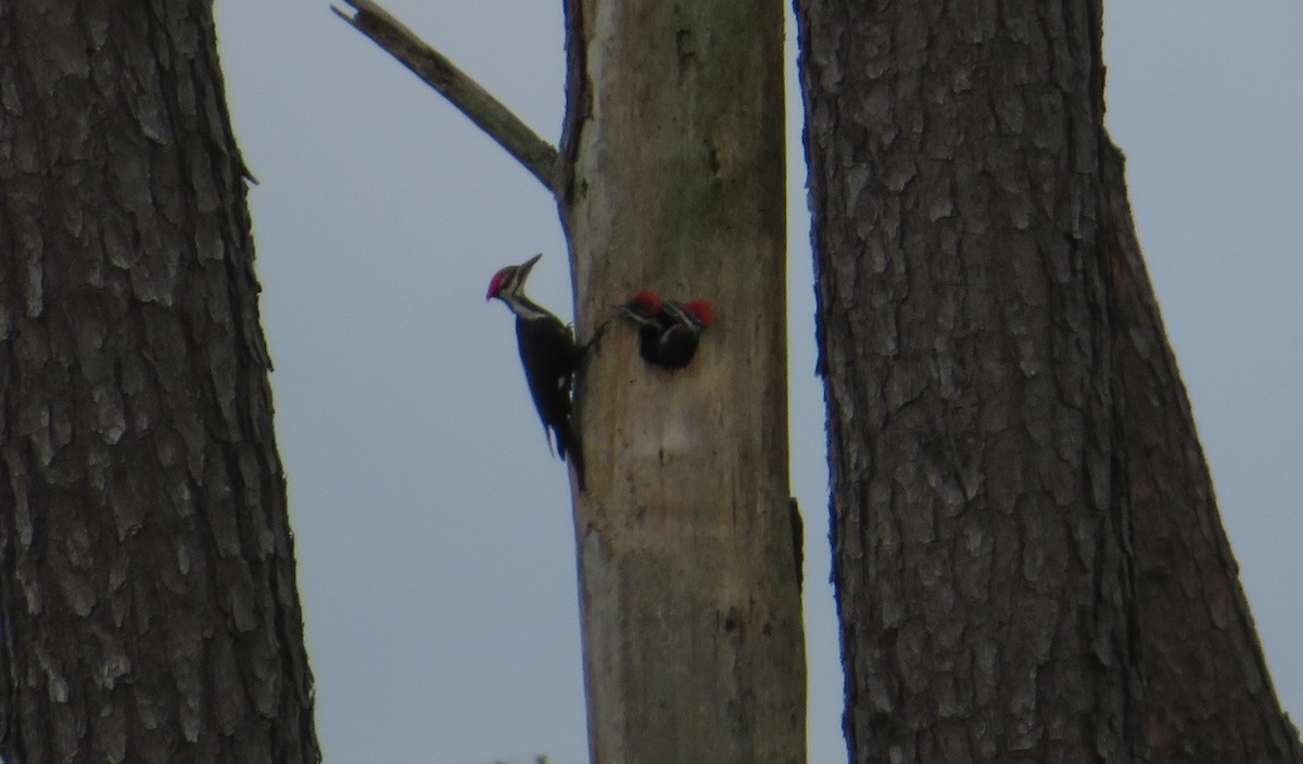 Pileated Woodpecker - Ellen Lawler