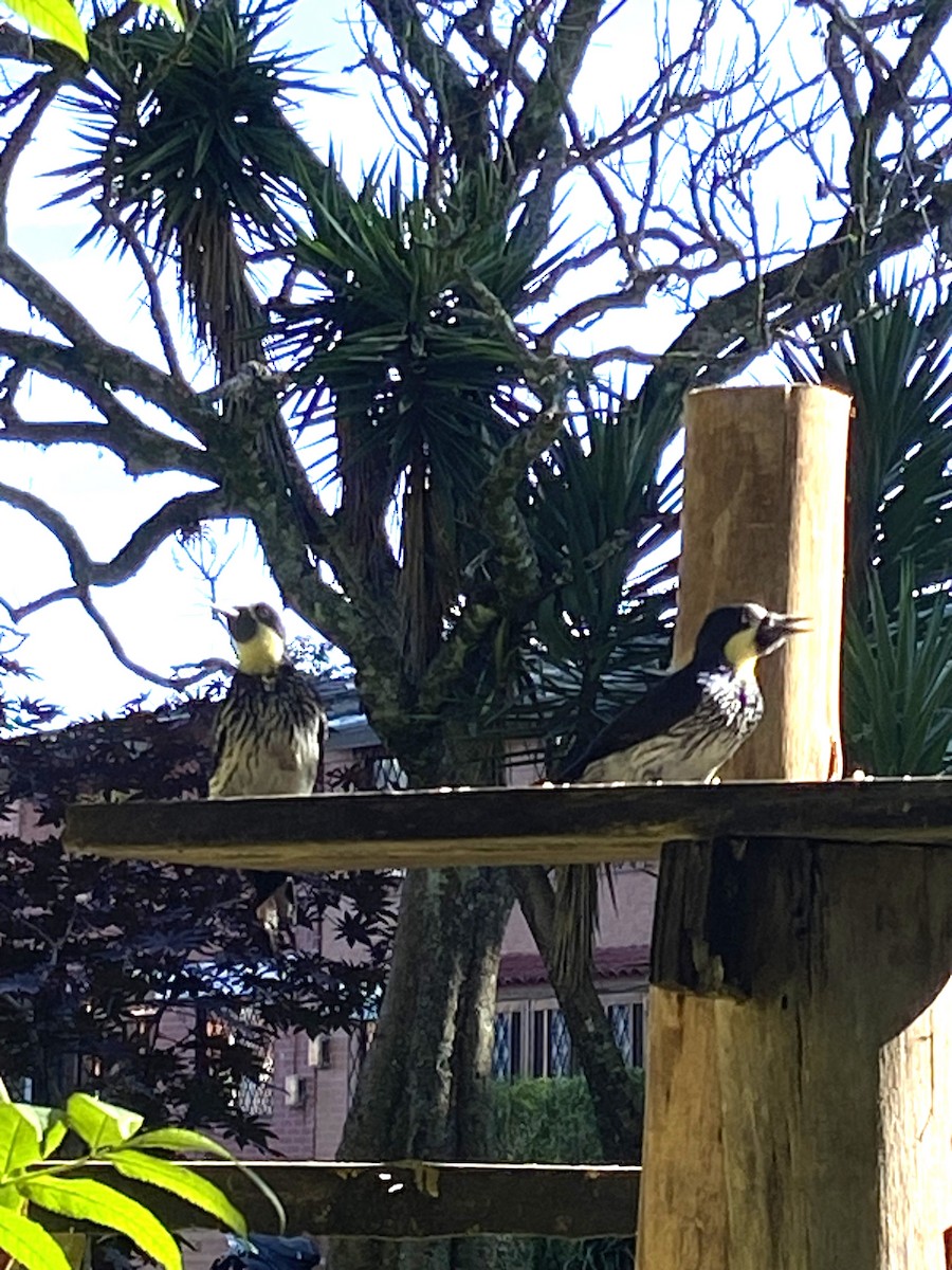 Acorn Woodpecker - Diógenes Patiño Castaño