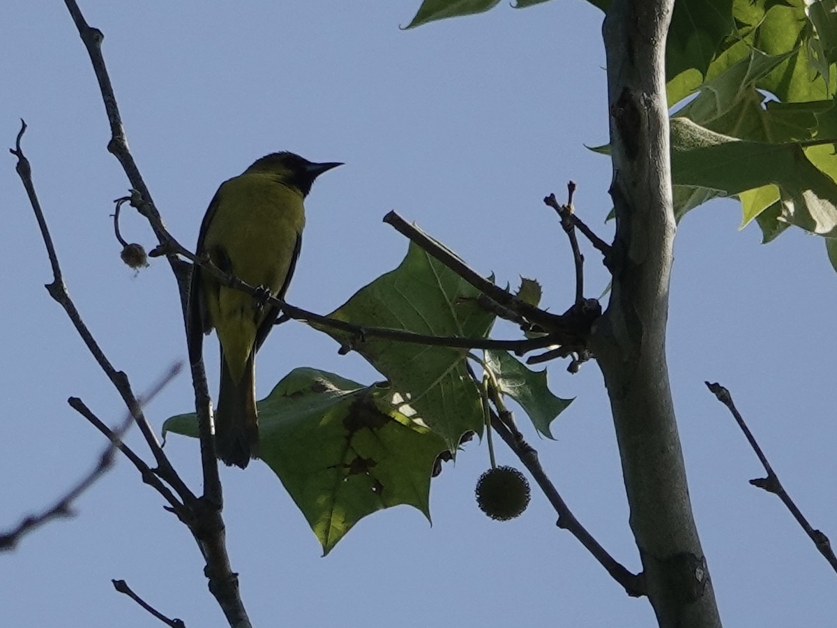 Orchard Oriole - Lottie Bushmann