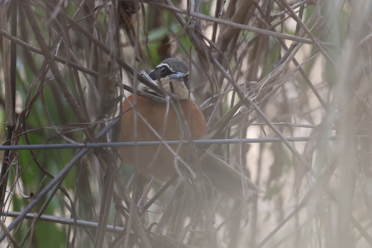 Olivscheitel-Bandvogel - ML619297188