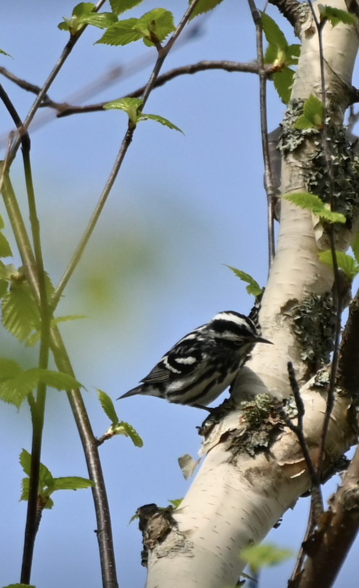 Black-and-white Warbler - ML619297189