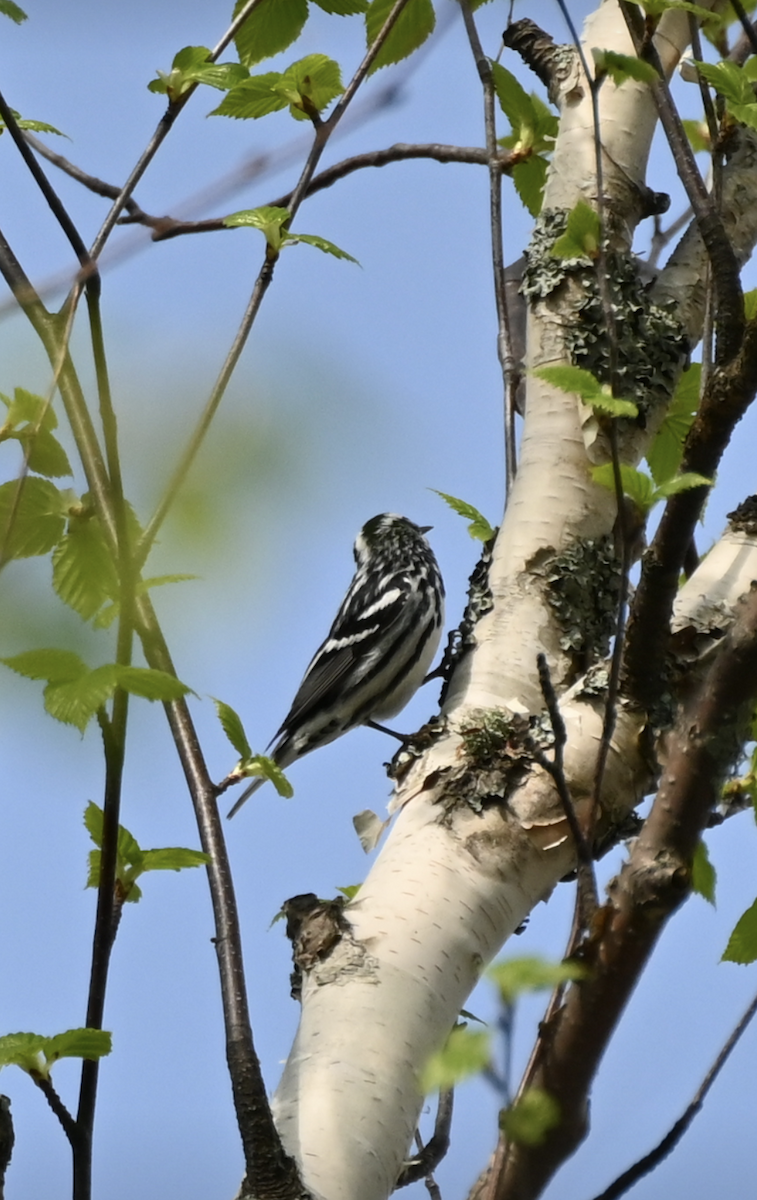 Black-and-white Warbler - Sylvie Rioux