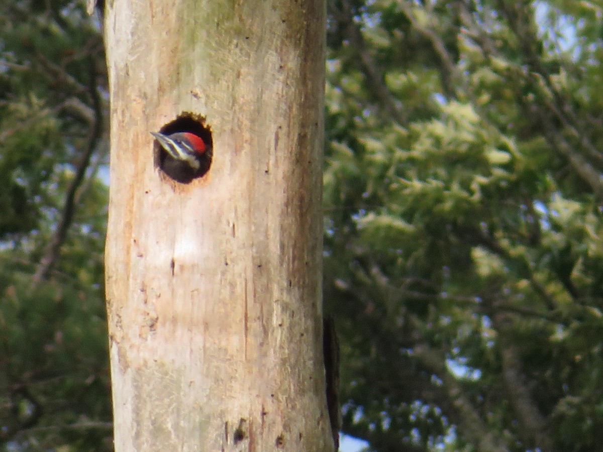 Pileated Woodpecker - Ellen Lawler