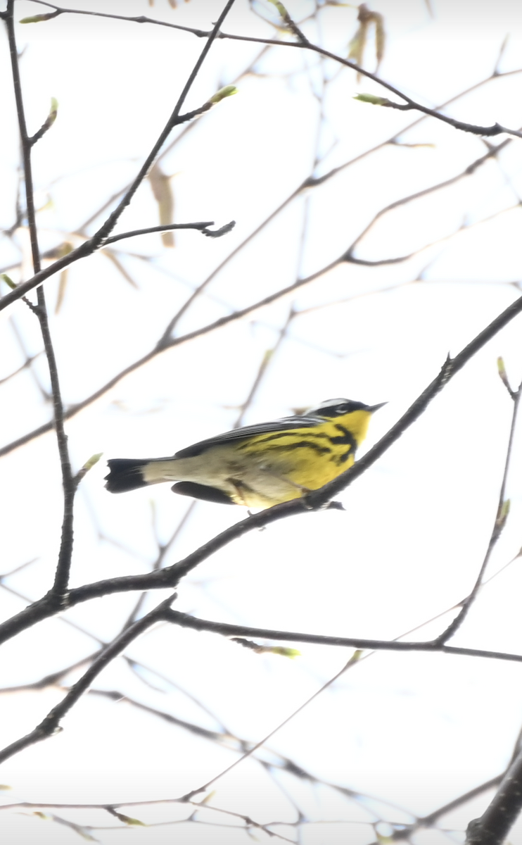 Magnolia Warbler - Sylvie Rioux