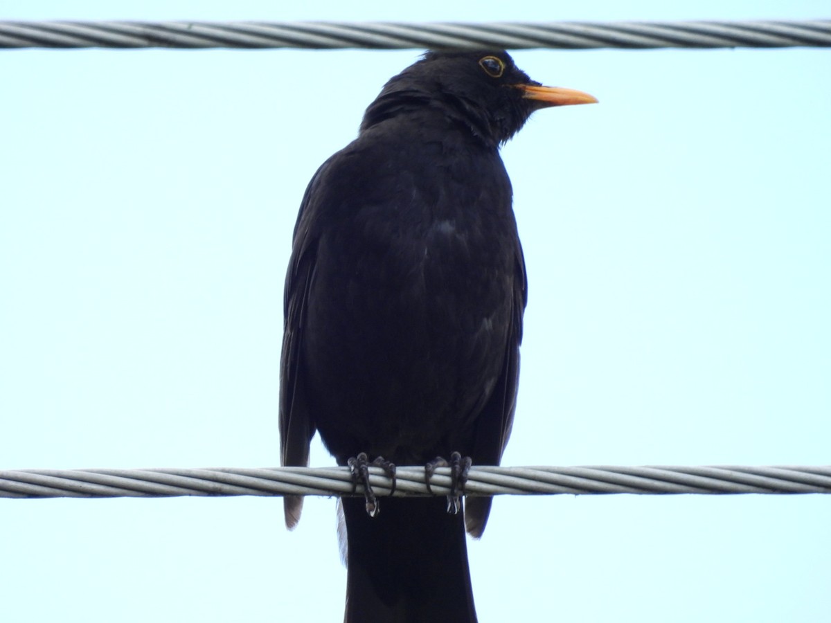 Eurasian Blackbird - ML619297206