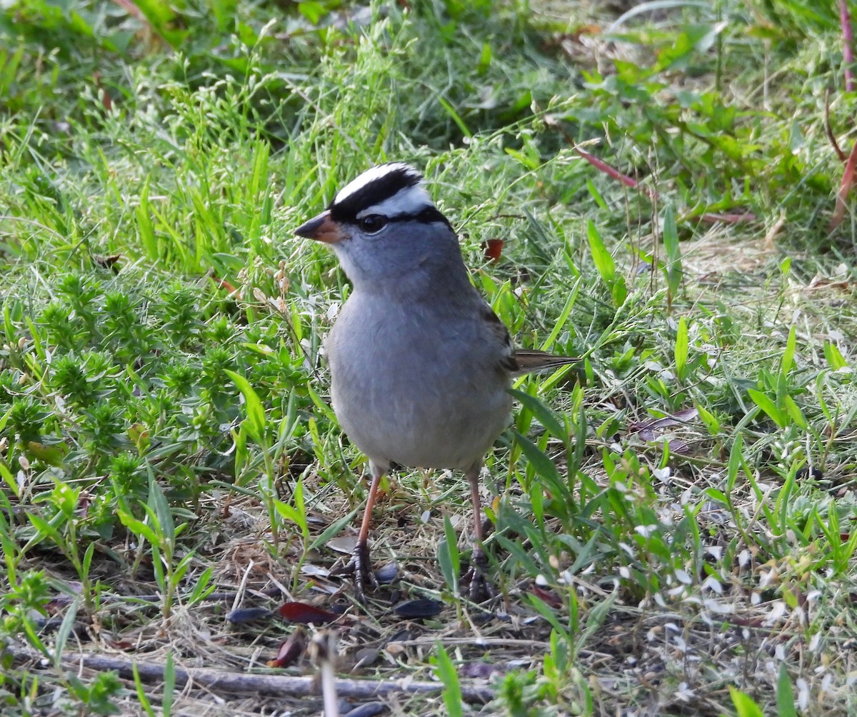 White-crowned Sparrow - Sandy Melton