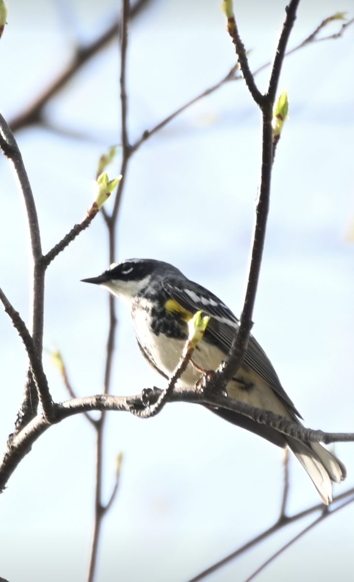 Yellow-rumped Warbler - ML619297219