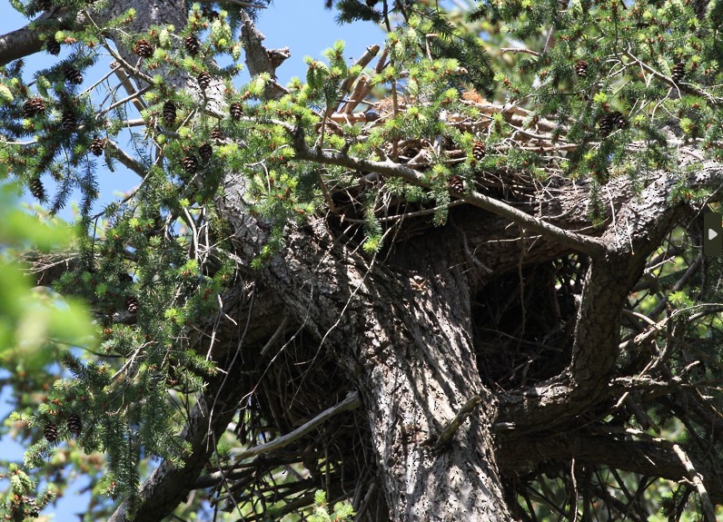 Great Blue Heron - ML619297222