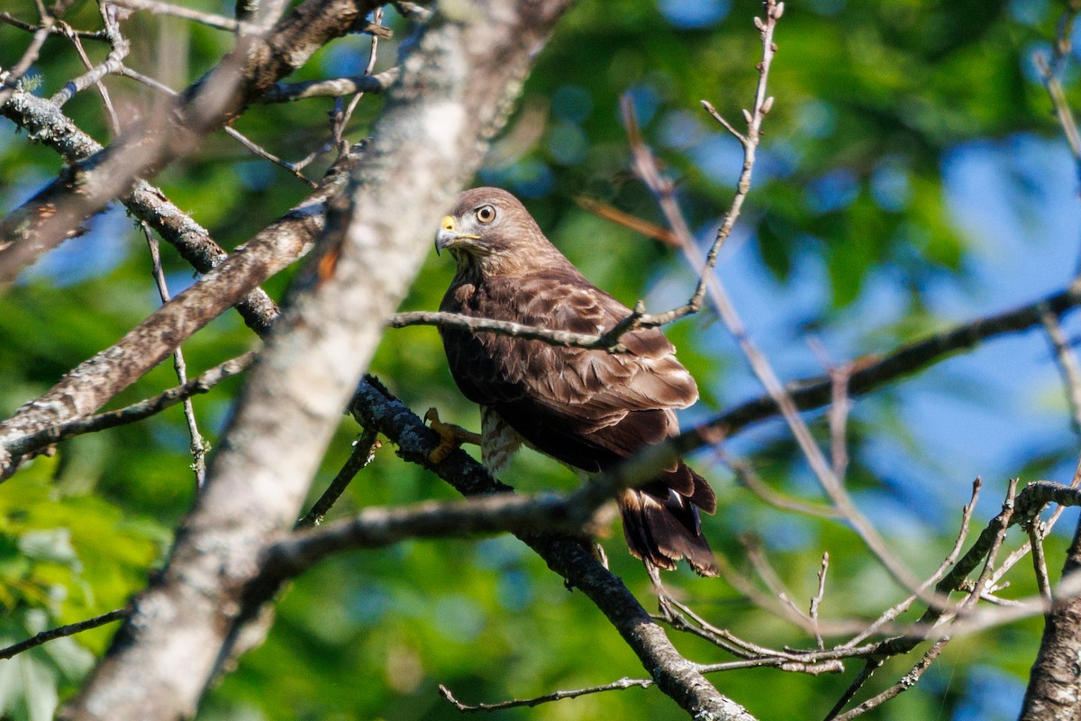 Broad-winged Hawk - Tim Loyd