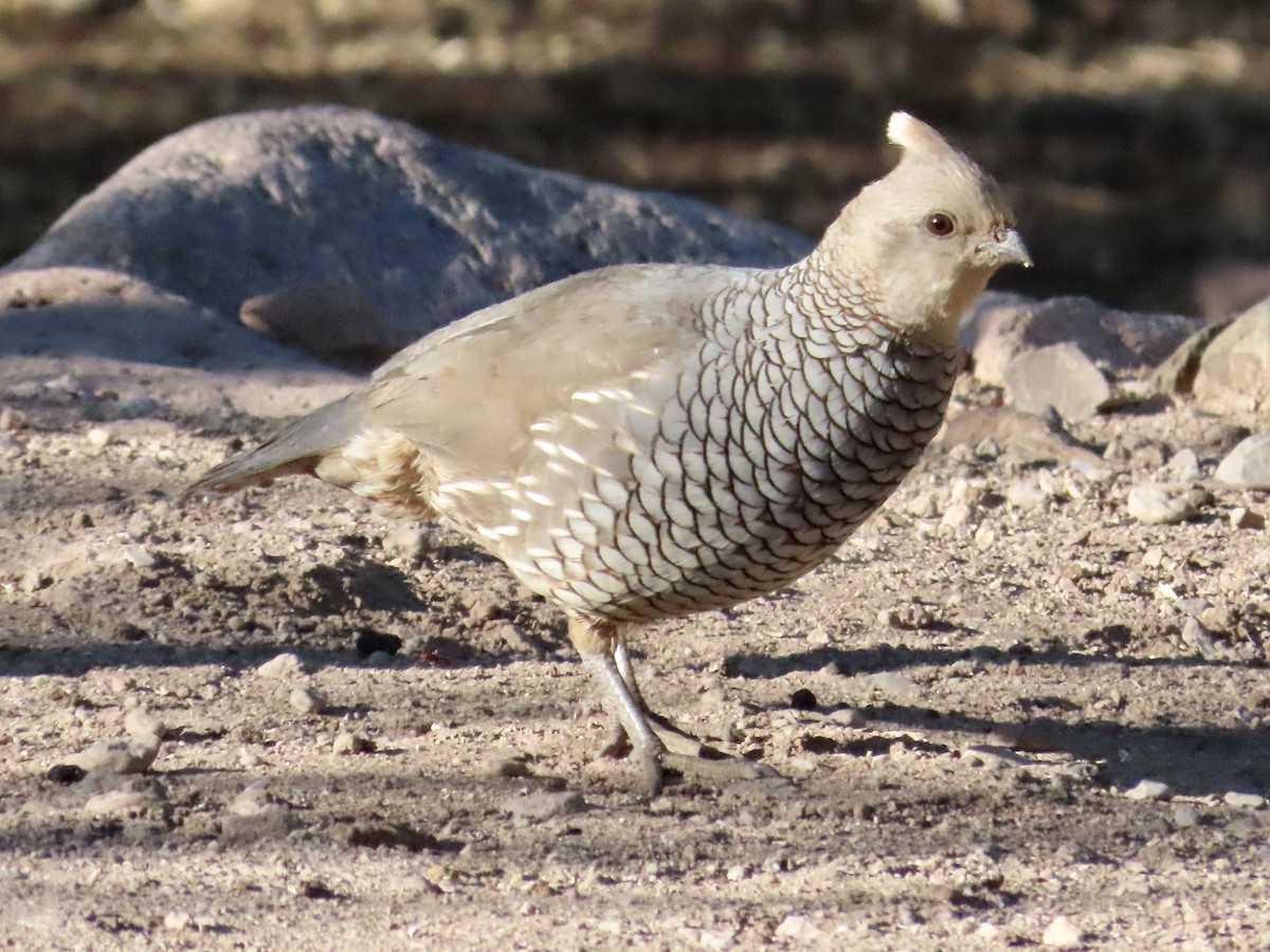 Scaled Quail - Carol Comeau