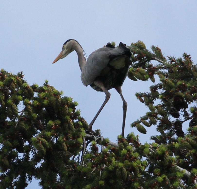 Great Blue Heron - ML619297234