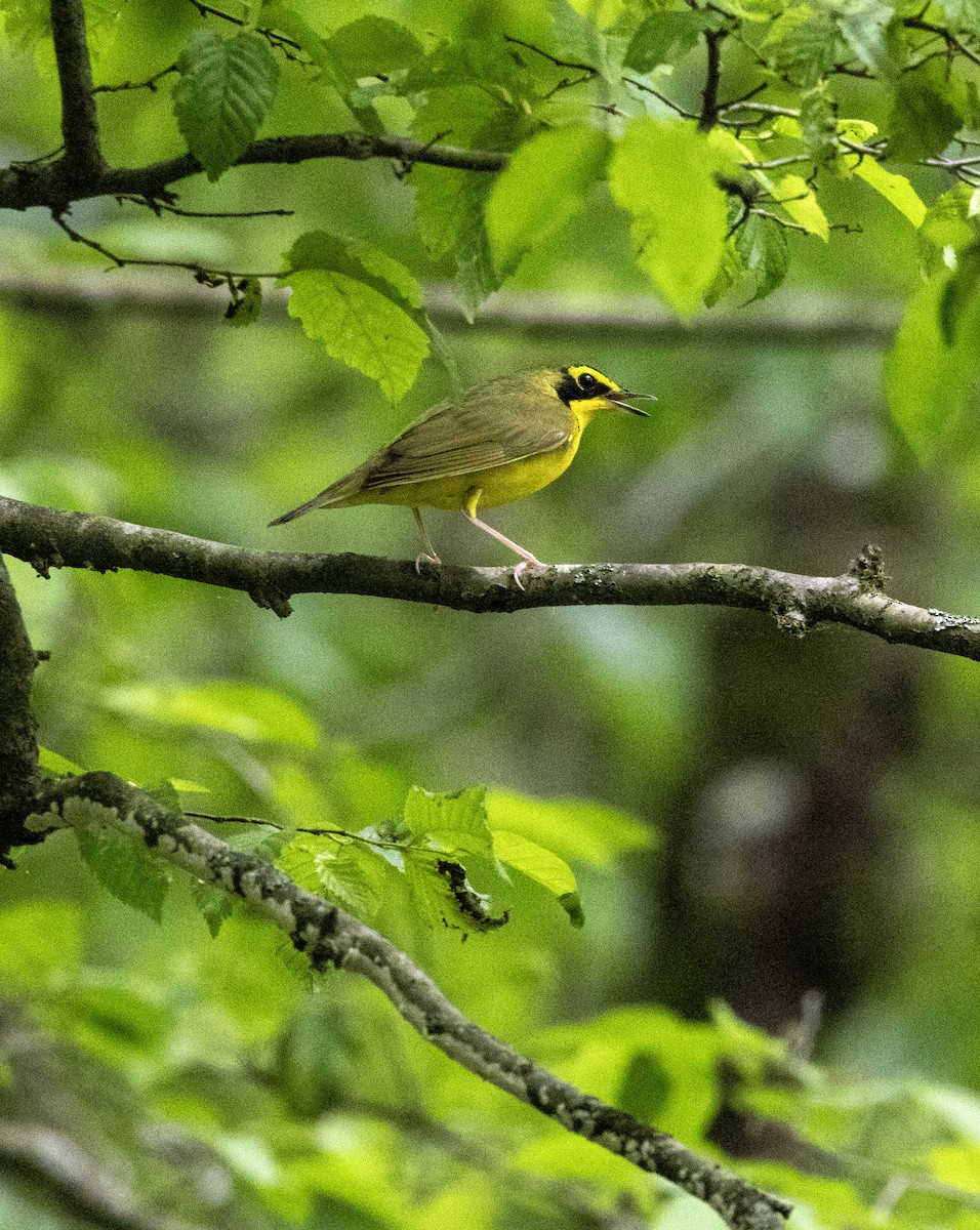 Kentucky Warbler - Jason Lott