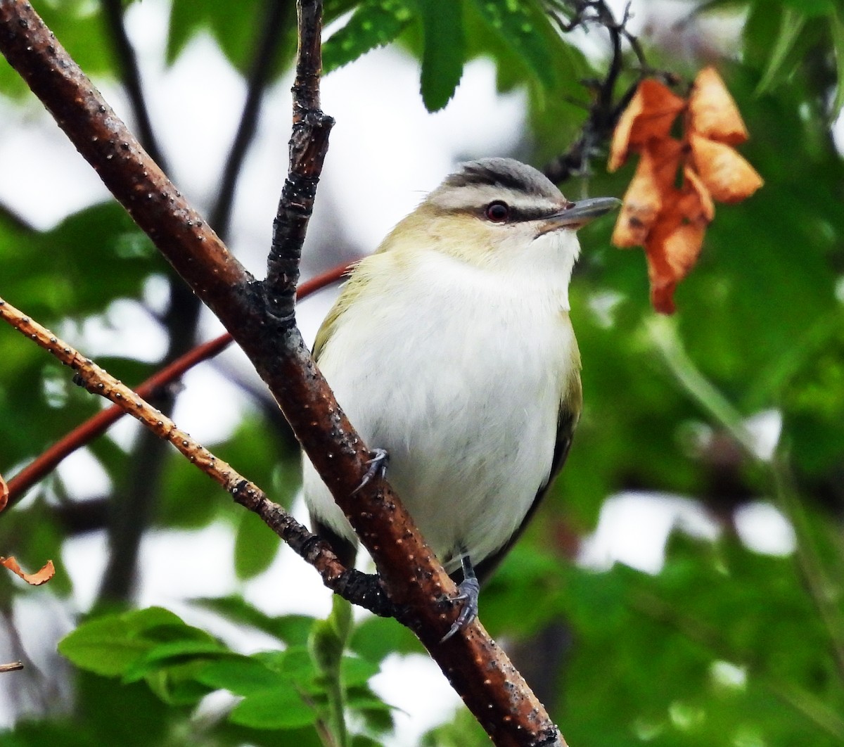 Red-eyed Vireo - Sharon Dewart-Hansen