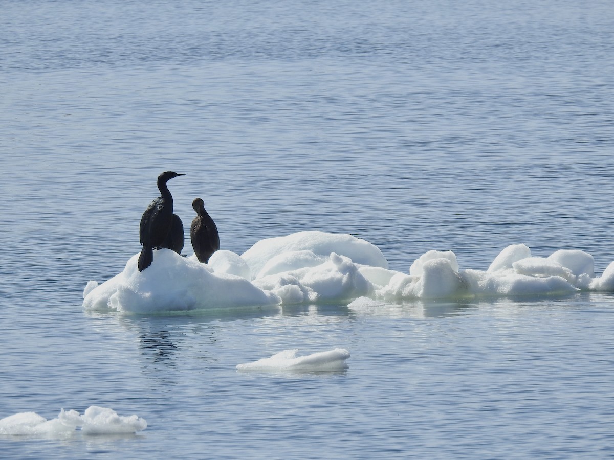 Cormorán Pelágico - ML619297253