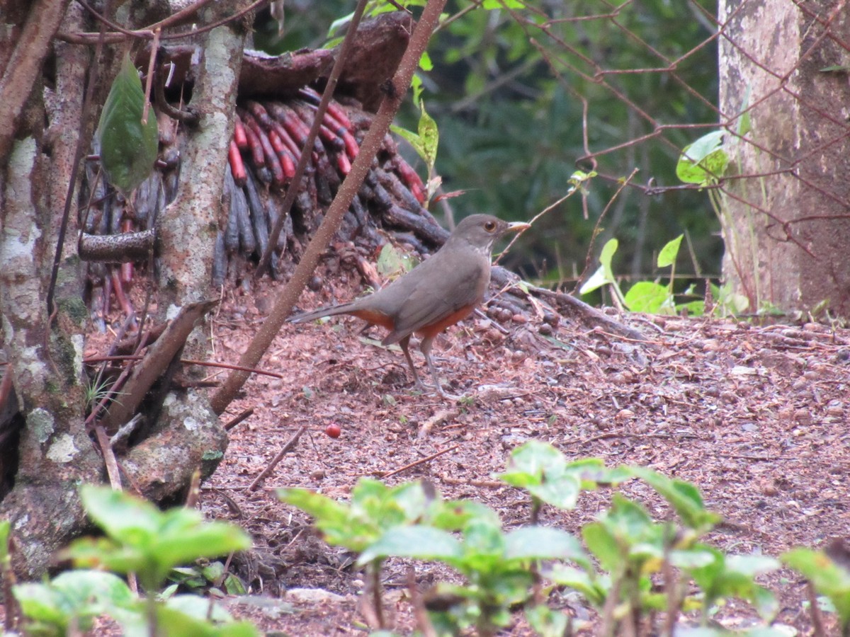 Rufous-bellied Thrush - Marcos Antônio de Souza