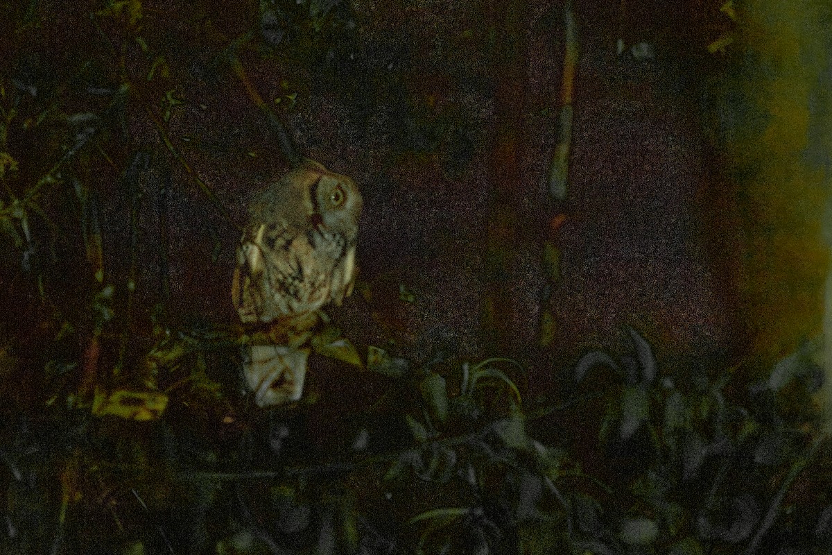 Western Screech-Owl - Alvaro Rojas 𝙌𝙧𝙤. 𝘽𝙞𝙧𝙙𝙞𝙣𝙜 𝙏𝙤𝙪𝙧𝙨