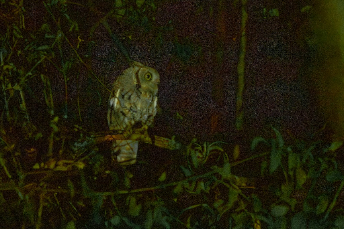 Western Screech-Owl - Alvaro Rojas 𝙌𝙧𝙤. 𝘽𝙞𝙧𝙙𝙞𝙣𝙜 𝙏𝙤𝙪𝙧𝙨