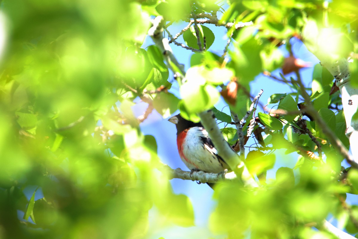 Rose-breasted Grosbeak - ML619297266