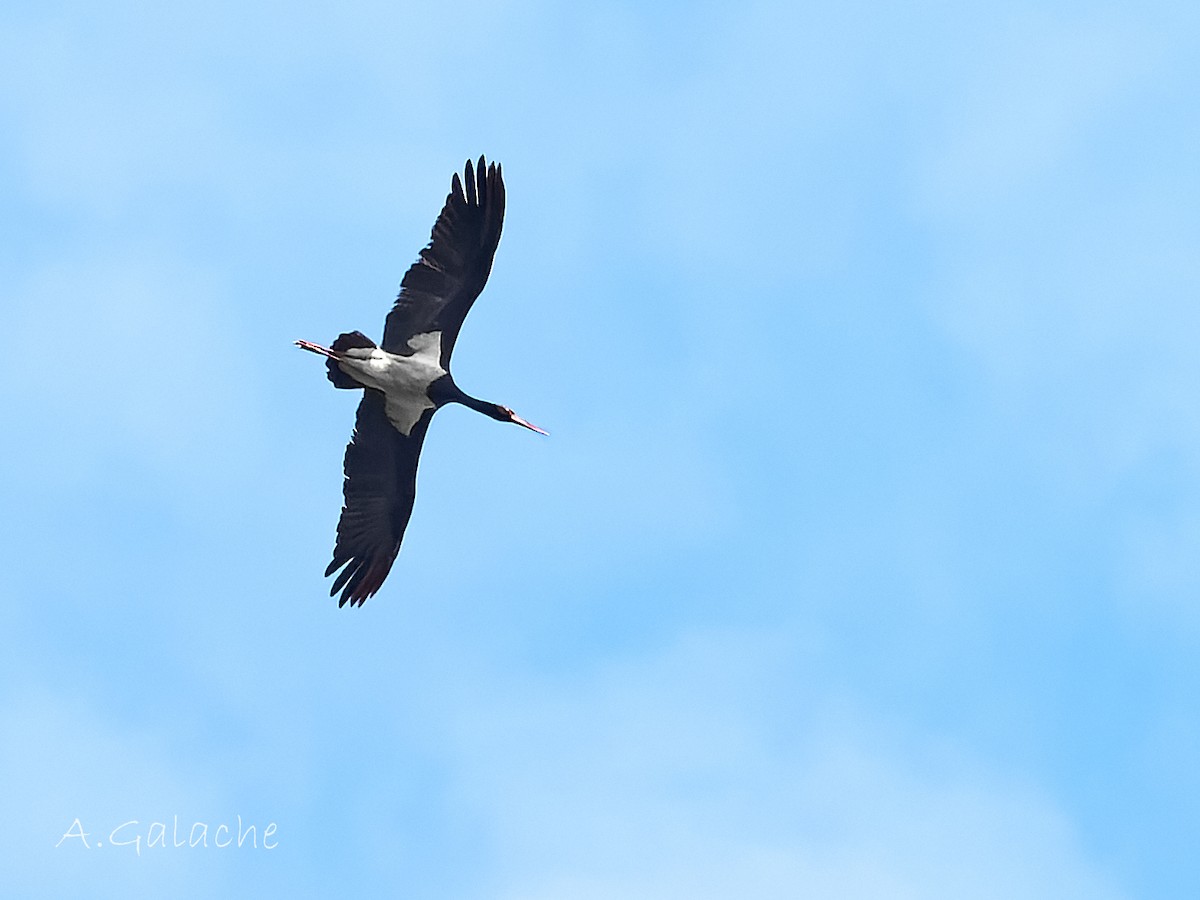 Black Stork - A. Galache