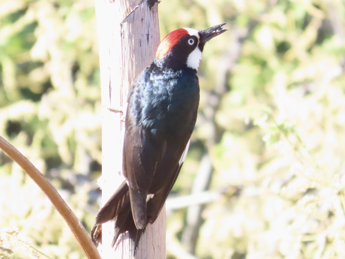 Acorn Woodpecker - Carol Comeau