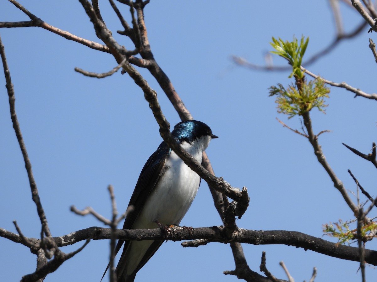 Tree Swallow - ML619297275