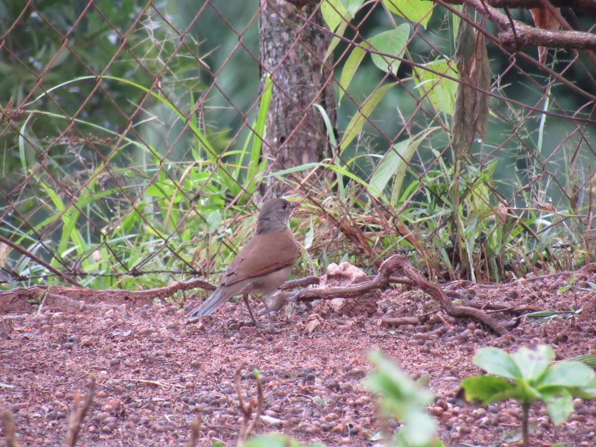 Pale-breasted Thrush - Marcos Antônio de Souza