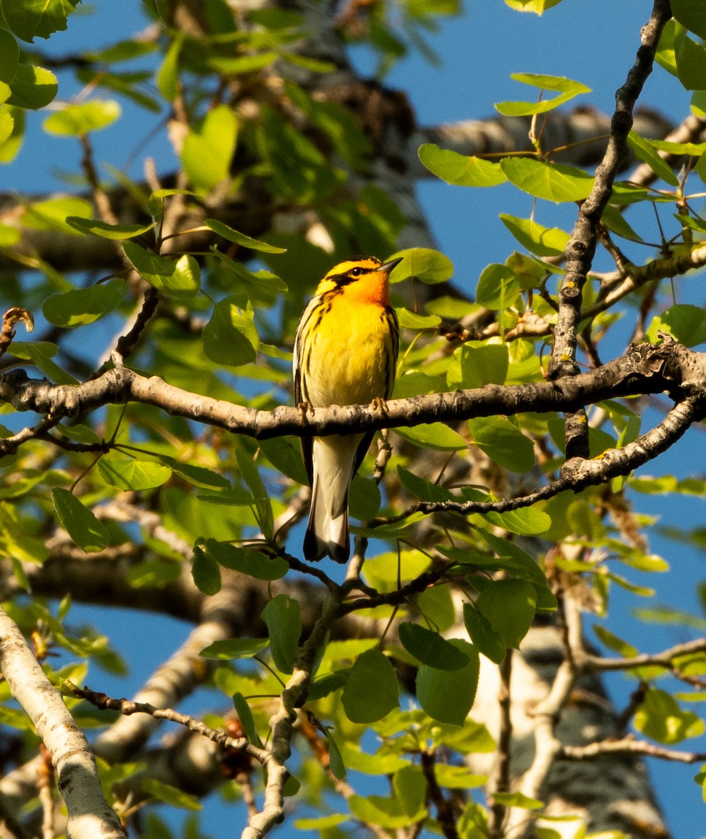 hemlokkparula - ML619297283