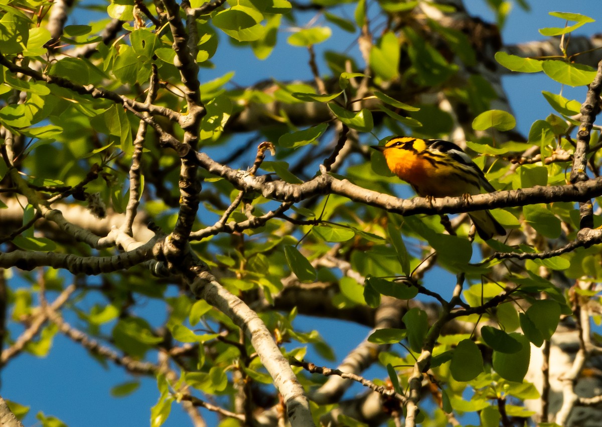 hemlokkparula - ML619297284