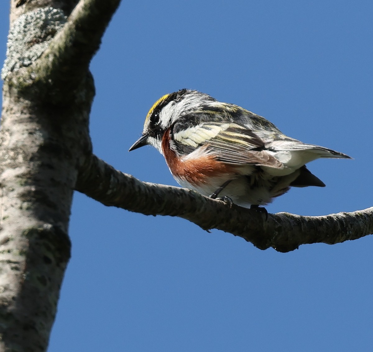 Gelbscheitel-Waldsänger - ML619297292