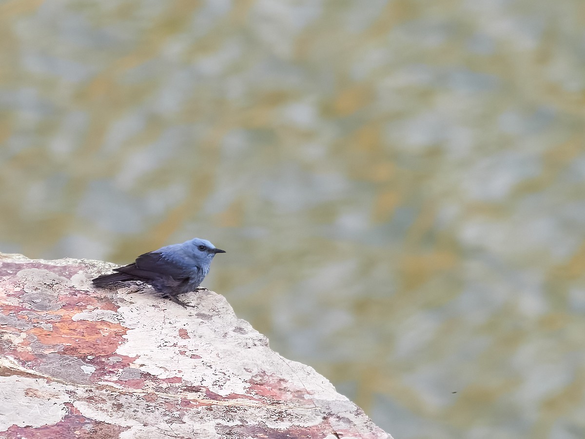 Blue Rock-Thrush - ML619297300