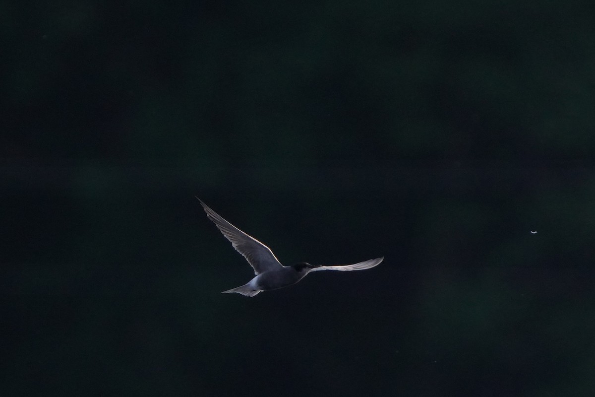 Black Tern - Paweł Maciszkiewicz