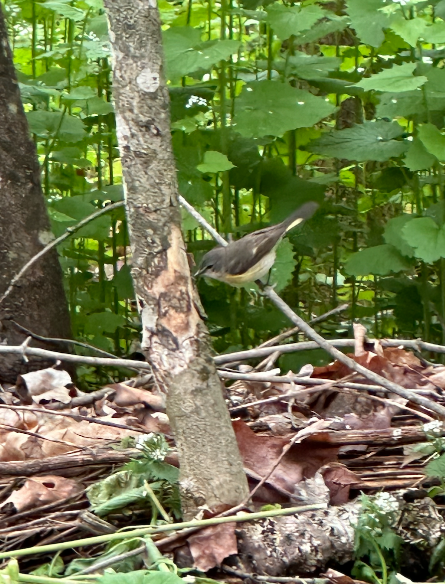 American Redstart - ML619297315
