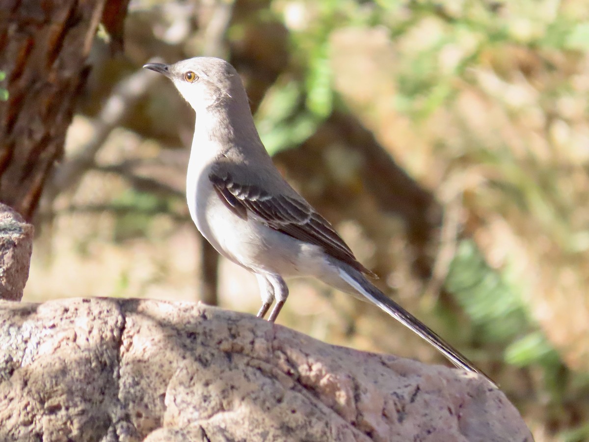 Northern Mockingbird - Carol Comeau