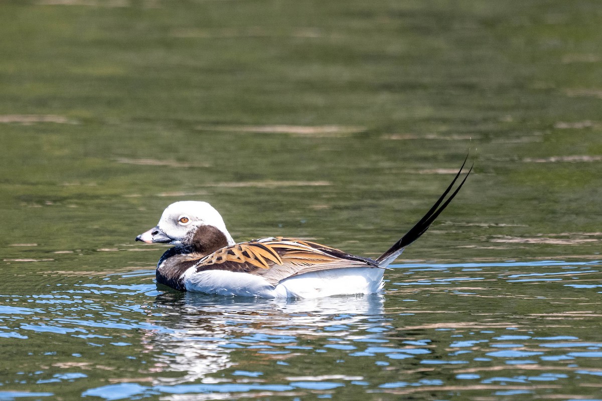 Long-tailed Duck - André Desrochers