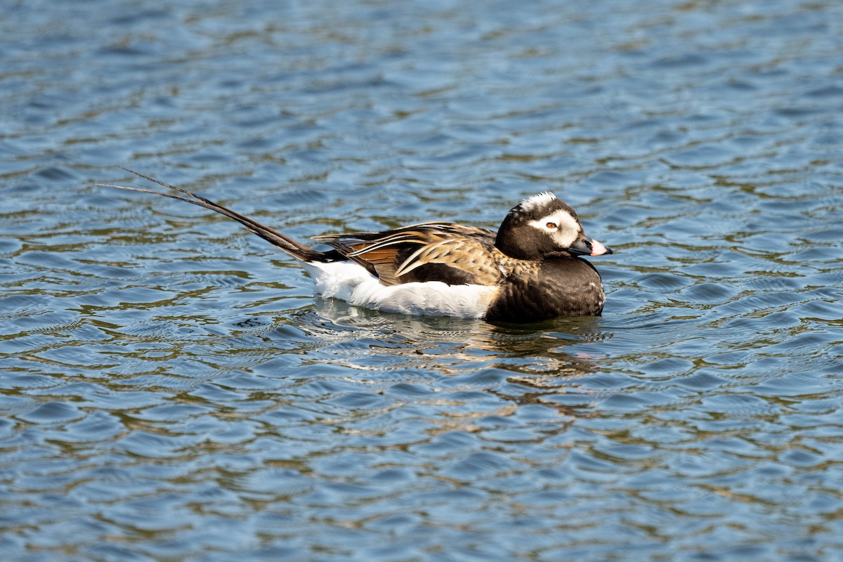 Long-tailed Duck - André Desrochers