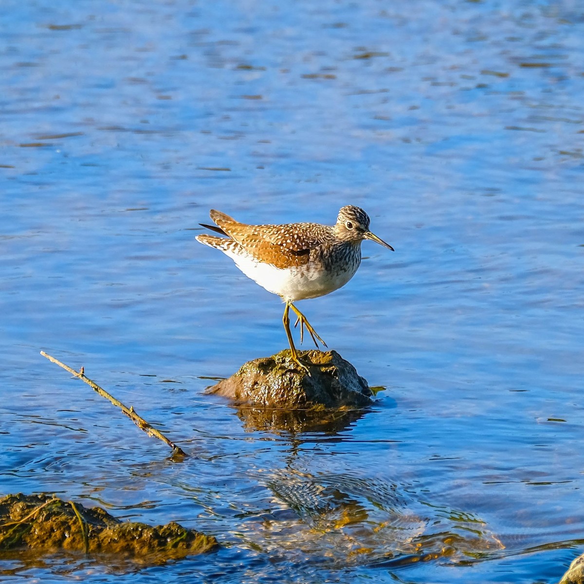 Solitary Sandpiper - ML619297353