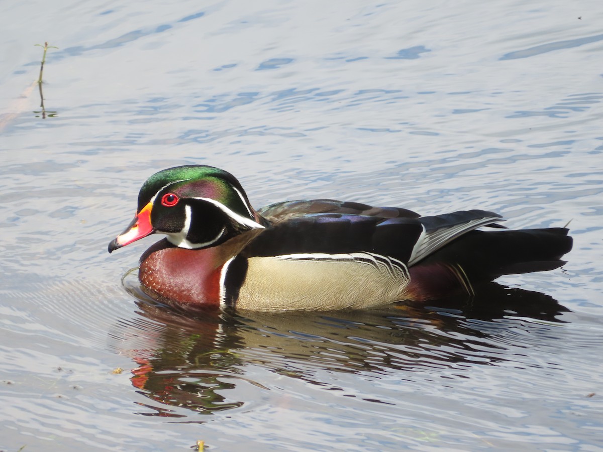 Wood Duck - ML619297356