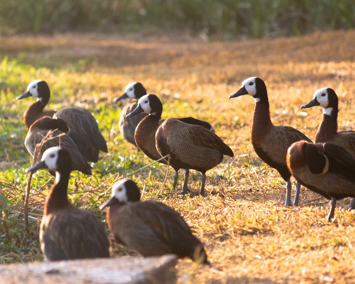 White-faced Whistling-Duck - Felipe Gulin