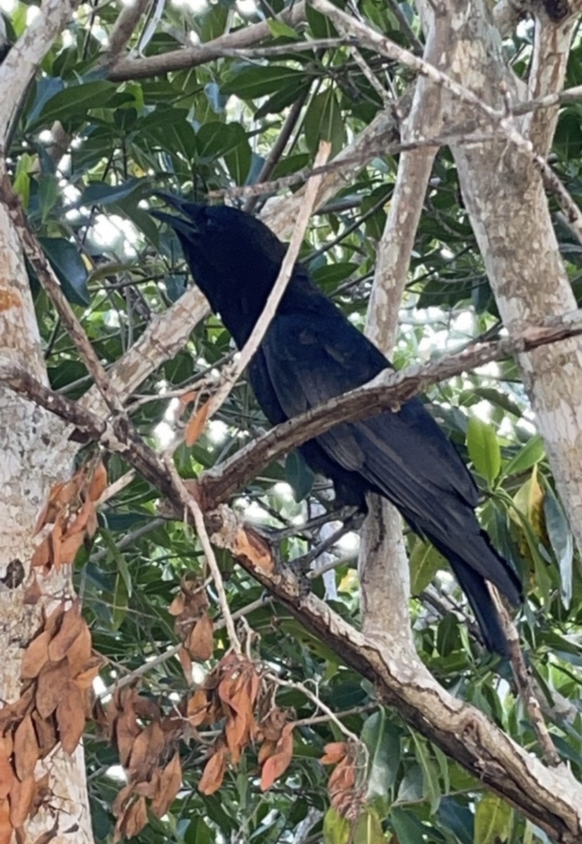 American Crow - Erin Gibson