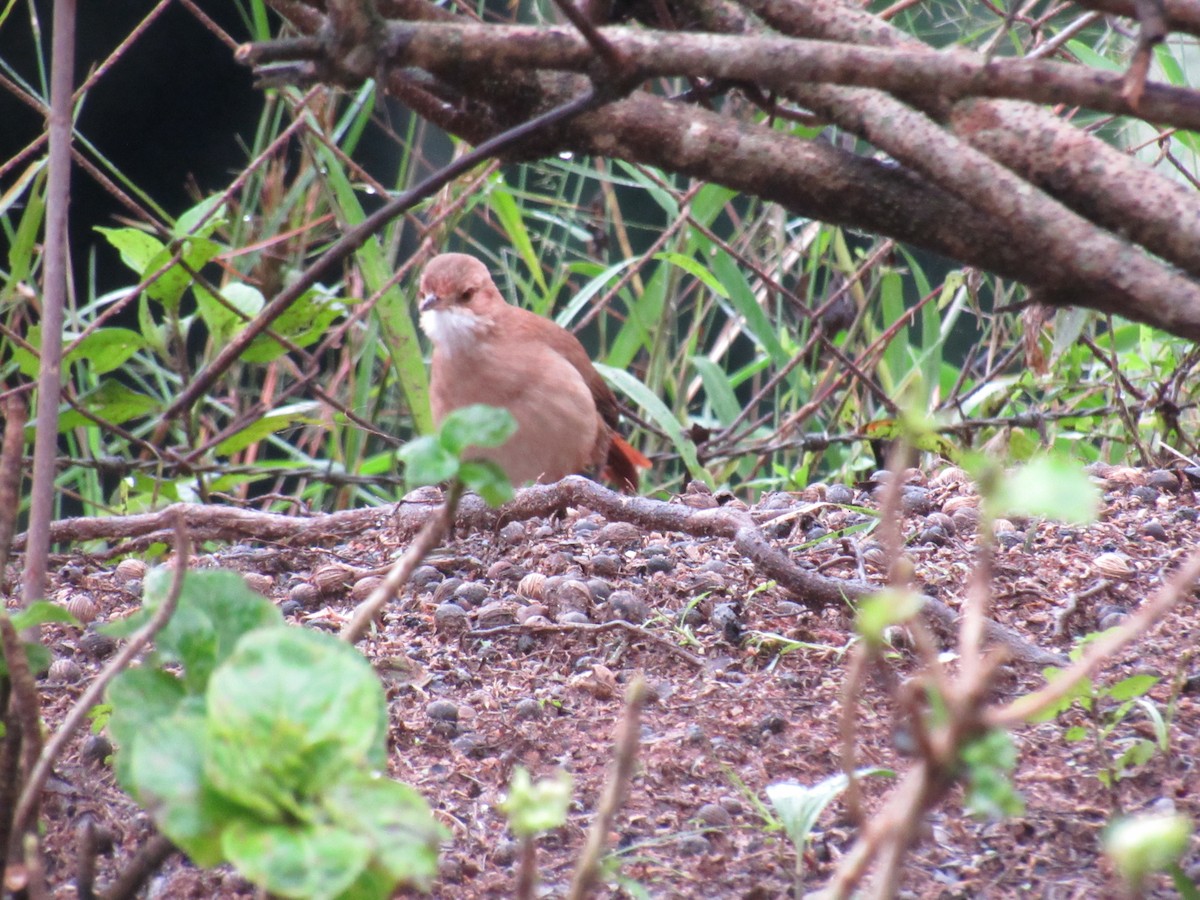 Rufous Hornero - Marcos Antônio de Souza