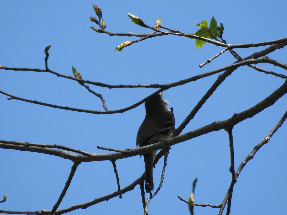 Alder Flycatcher - Michael Jacobs