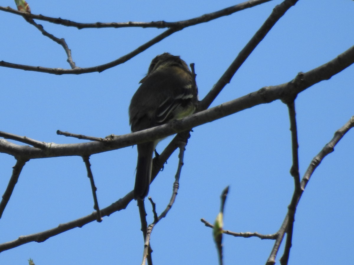 Alder Flycatcher - ML619297382