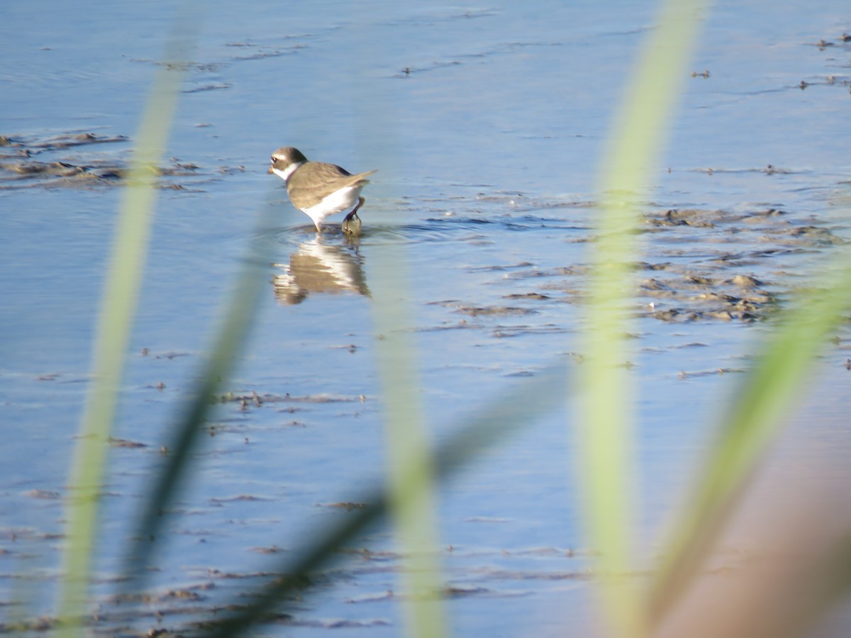 Common Ringed Plover - Sofía González-Gallego MP