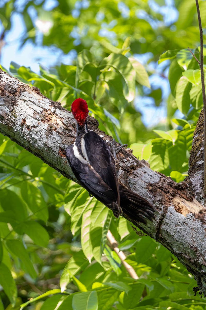 Crimson-crested Woodpecker - Mason Flint