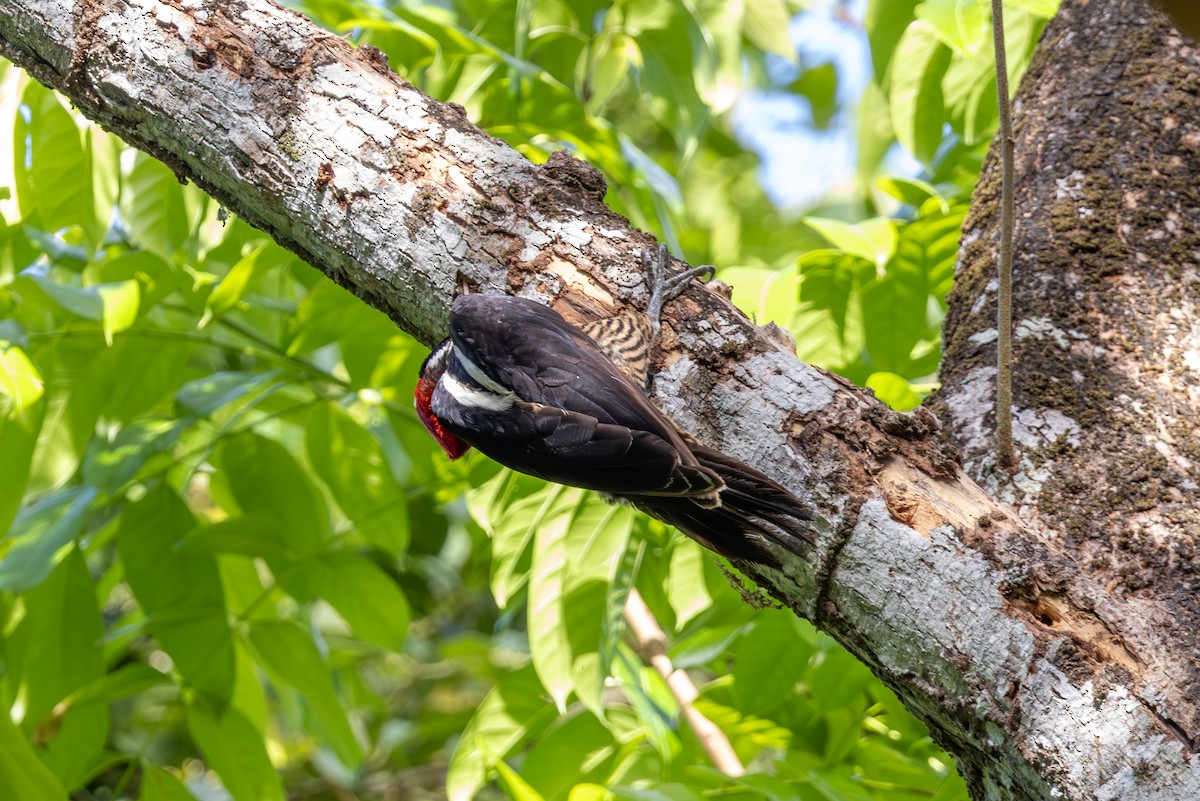 Crimson-crested Woodpecker - Mason Flint