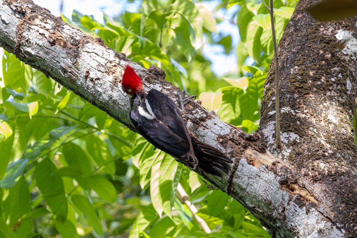 Crimson-crested Woodpecker - Mason Flint