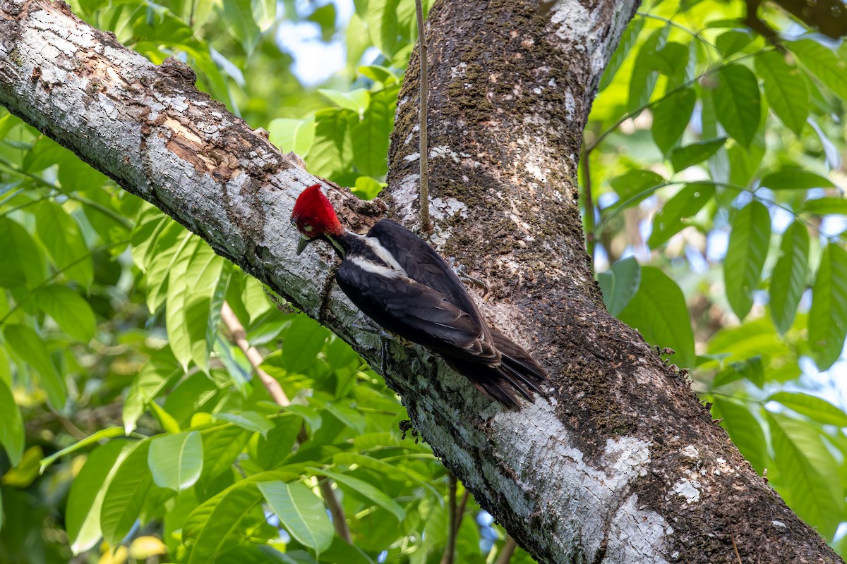 Crimson-crested Woodpecker - Mason Flint